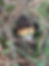 Editoricus Blatheronsus: Actual Start Date of the New Millennium? | Fungus Federation of Santa Cruz