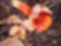 Albion II Foray Species List: January 23-25, 2004 | Fungus Federation of Santa Cruz