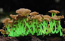Phosphorescent mushrooms from Spirits of the Forest. Photo by Taylor Lockwood
