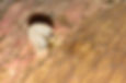 Sciara hemerobioides larva. © James Lindsay (from wikipedia.org)