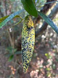 Phytophthora ramorum. © scion882 (CC-BY-NC) (from inaturalist.org, obs. 323944148)
