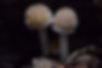 Psathyrella sp. | Fungus Federation of Santa Cruz