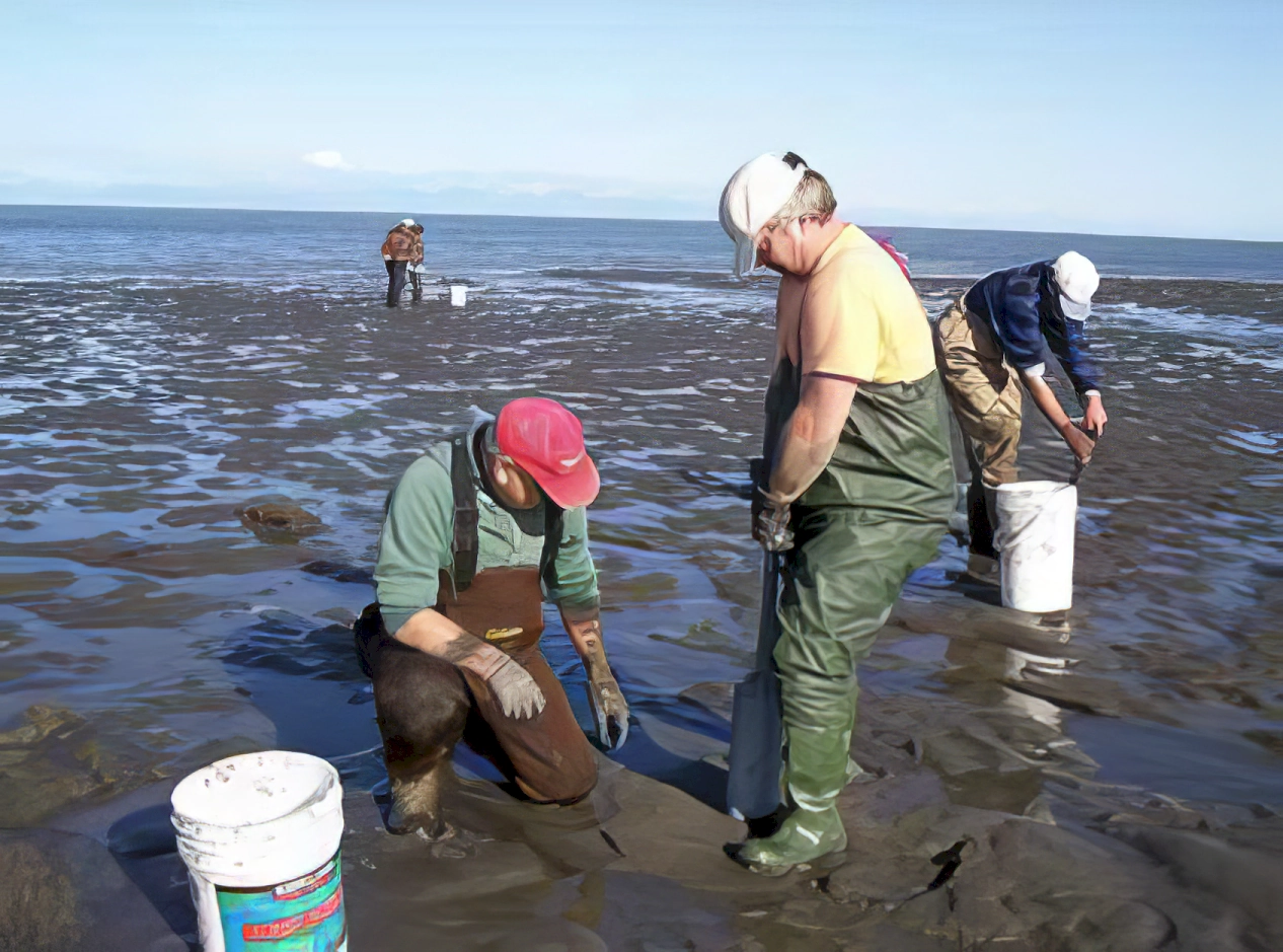 Mushroomers clamming at the lowest tide of the summer.