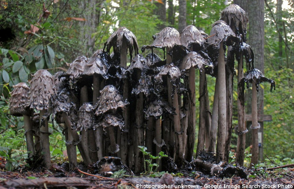 Coprinus comatus (from Google search)