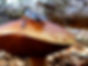 Jackson Demonstration State Forest Permit Changes | Fungus Federation of Santa Cruz