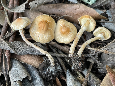 Lepiota castaneidisca. © Damon Tighe (CC-BY-NC) (from inaturalist.org, ID 115257675)