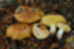 Suillus pseudobrevipes. Photo by Christian Schwarz
