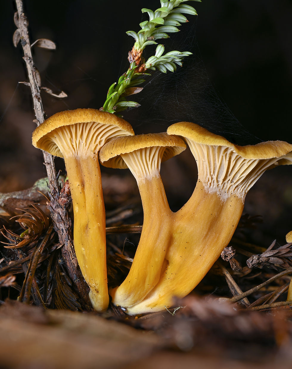 Field observations - the same mushrooms from a lower angle (modified)