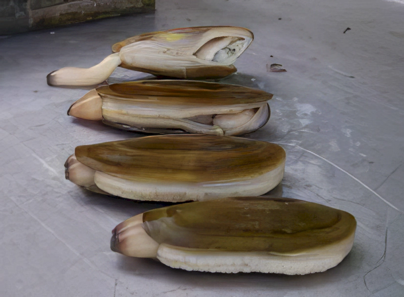 The Razor clams met their fate, soon to be a delicious dinner.