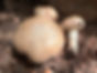 Cedar Plank Roasted Mushrooms | Fungus Federation of Santa Cruz