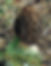 Morels and Asparagus | Fungus Federation of Santa Cruz