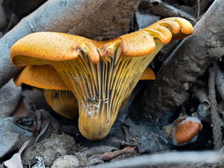 Omphalotus olivascens. © Alan Rockefeller (from mushroomobserver.org)