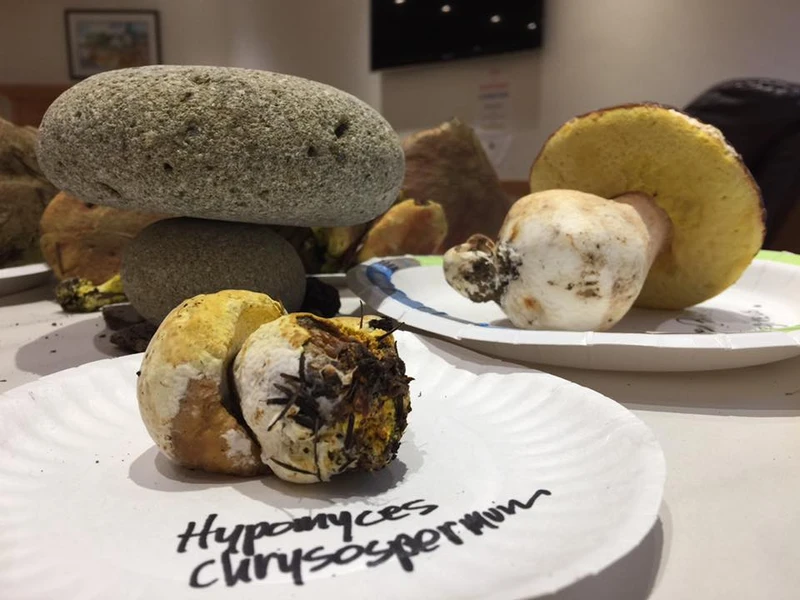 Hypomyces chrysospermum. Photo by Katherine Elvin