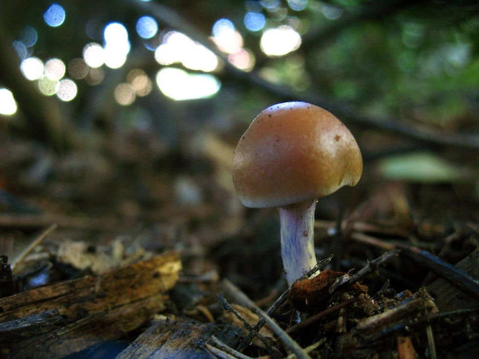 General Meeting and Speaker, November 2021 | Alan Rockefeller: Psychoactive Mushrooms of North America