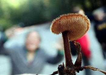 Auriscalpium vulgare. Photo by Dan Tischler