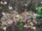 Have a better photo? Photo by Fungibartl (Dan Tischler)