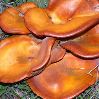 Omphalotus olivascens caps. © Darvin DeShazer (from mushroomobserver.org)