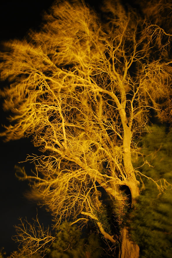 witchford tree 2021.JPG
