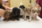 Dachshund Puppies