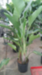 White bird of paradise