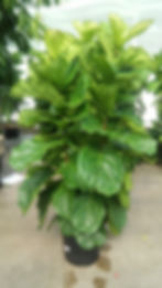 Ficus lyrata