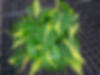 Philodendron