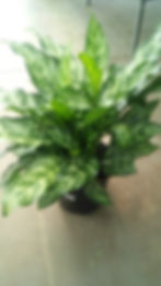 Aglaonema