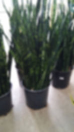 Sansevieria zeylanica