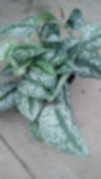 Philodendron