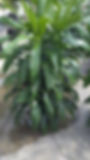 Dracaena Janet craig bush