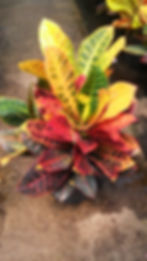 Croton
