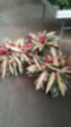 Stromanthe