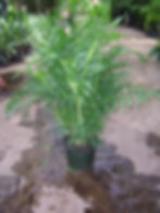 Neatha bella palm