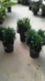 Dracaena janet craig compacta