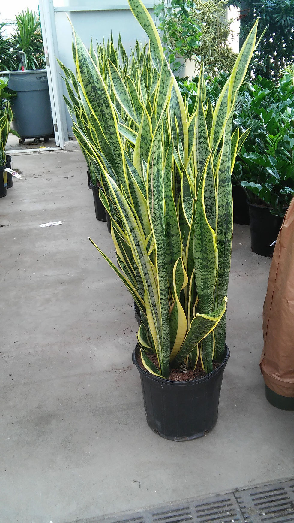 Sansevieria