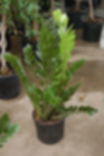 ZZ Plant