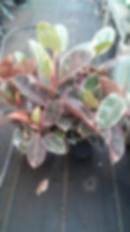 Ficus colorama