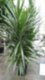 Dracaena Tarzan
