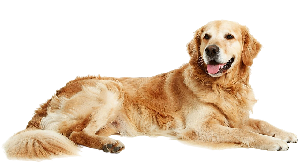 Golden Retriever dog lying down, smiling, with its tongue out, My Site 2