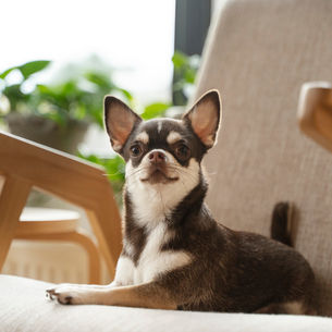 The Dog Walking Checklist: What Every Owner Should Know