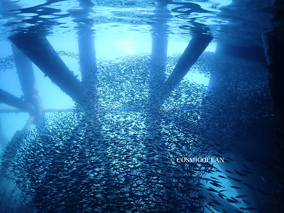 沖縄旅行でシュノーケリングで魚の群れに遭遇