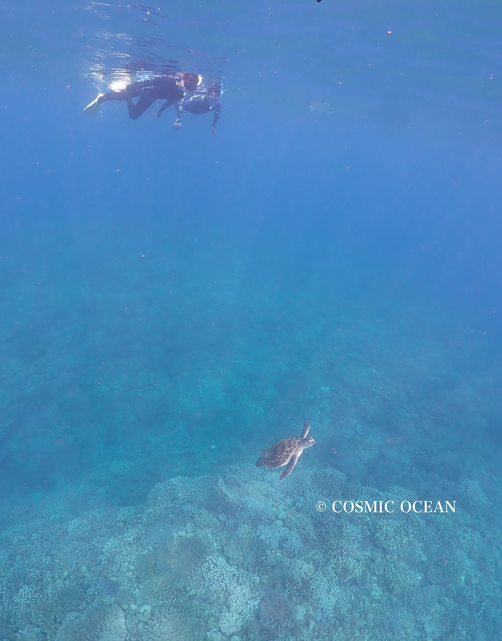 ウミガメと一緒に泳ぐシュノーケリング