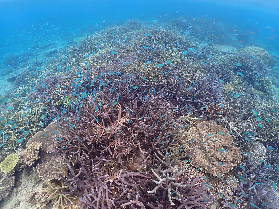 沖縄北部本部町でスキンダイビング &シュノーケリング