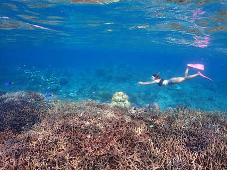 スキンダイビング (素潜り)🧜♀️ 沖縄本島本部町