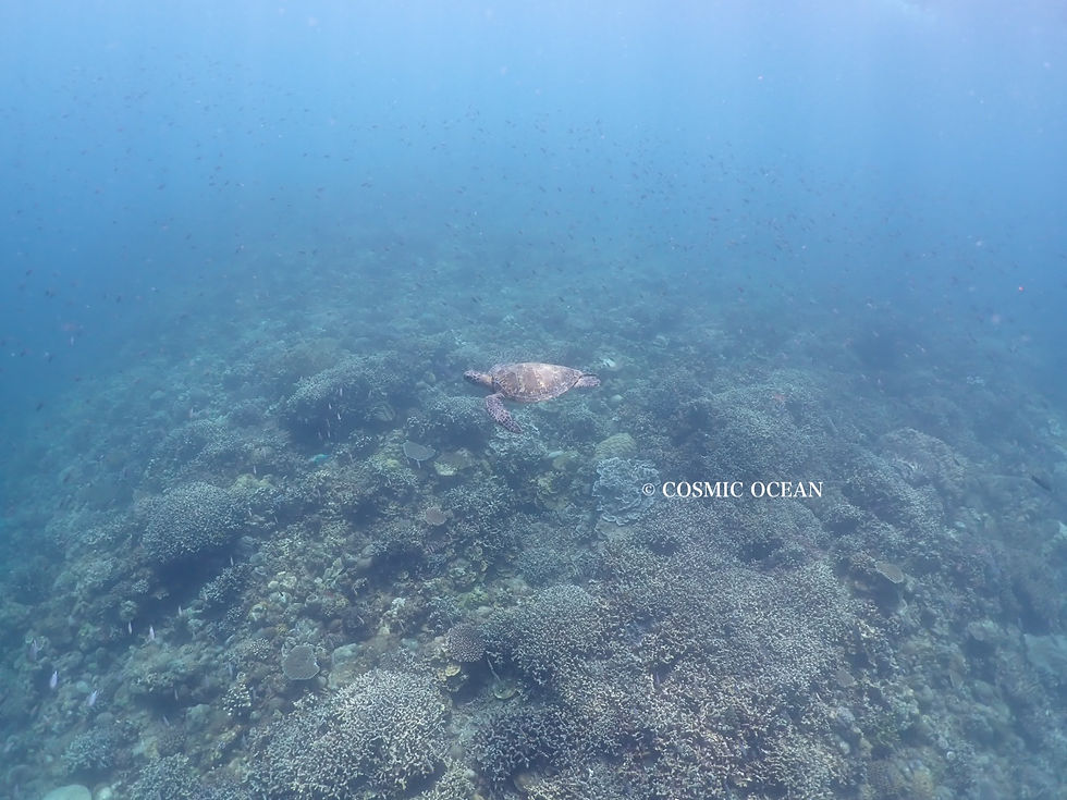 沖縄旅行シュノーケリングでウミガメに遭遇