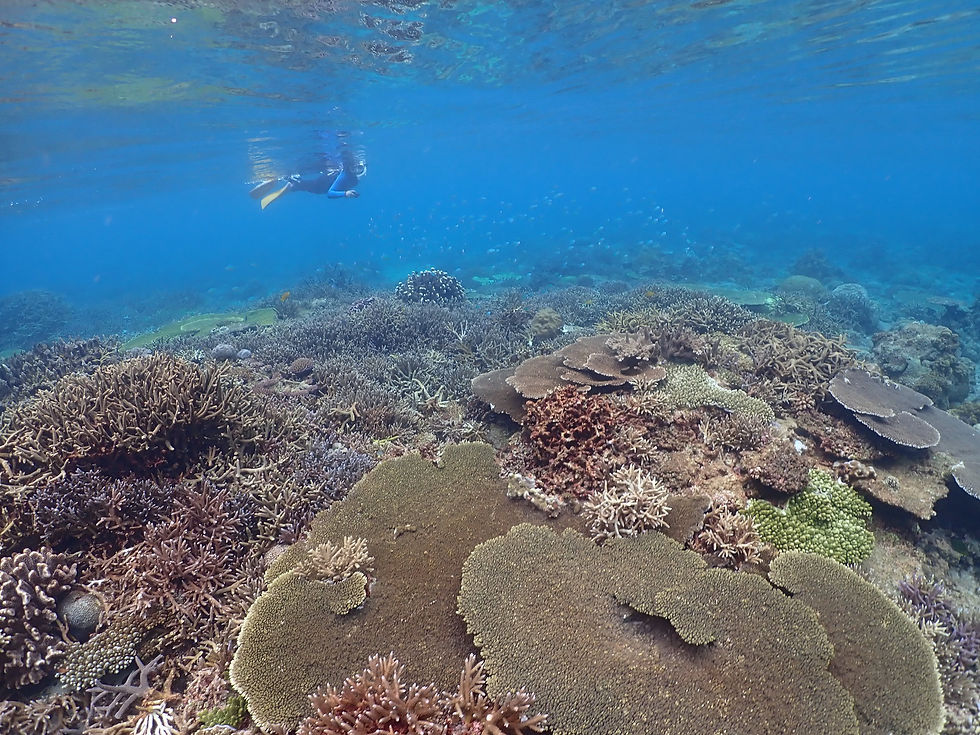 沖縄本部町でスキンダイビング &シュノーケリング