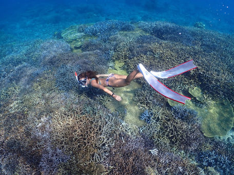 沖縄本島北部 スキンダイビング (素潜り)🧜♀️
