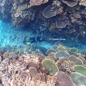 Skin diving and snorkeling in Sakimotobu, Motobu Town, northern Okinawa