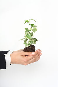 Photo of businessperson's hands holding a green plant growing out of organic soil
