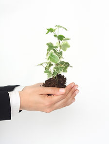 Photo of businessperson's hands holding a green plant growing out of organic soil